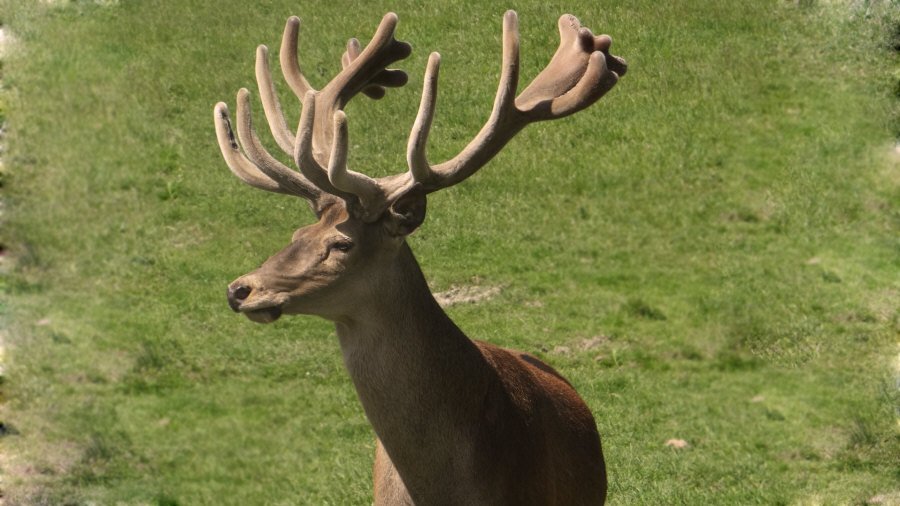RUDZIE farm, venison deer, breeding for meat, breeding stock 02