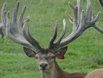 RUDZIE farm, venison deer, breeding for meat, breeding stock