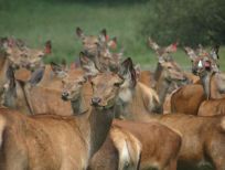 RUDZIE farm, venison deer, breeding for meat, breeding stock